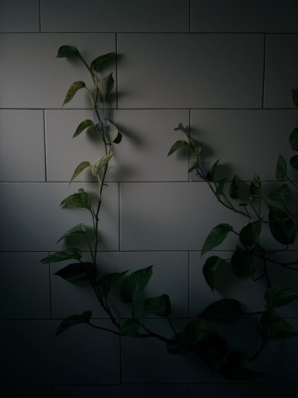 Houseplant and shadows on a tiled wall in Chang Phueak