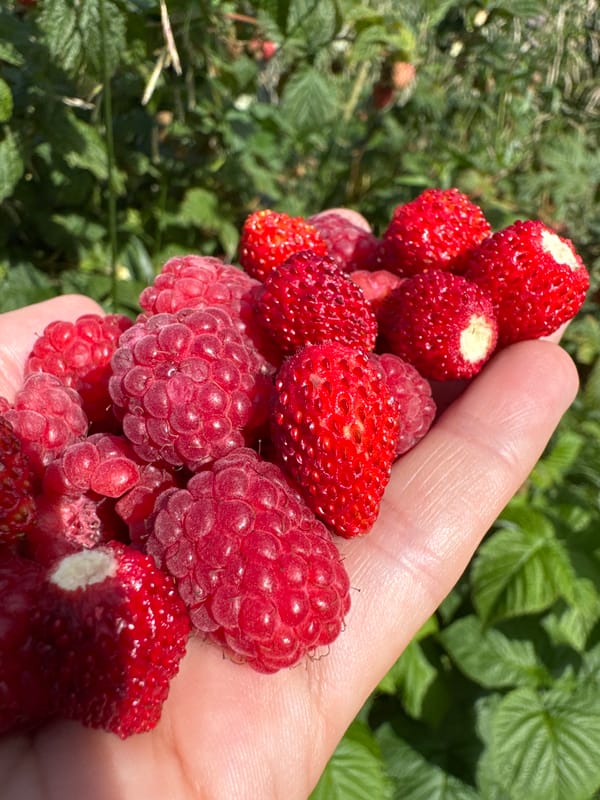 Berry picking and rural life in a Russian village summer afternoon