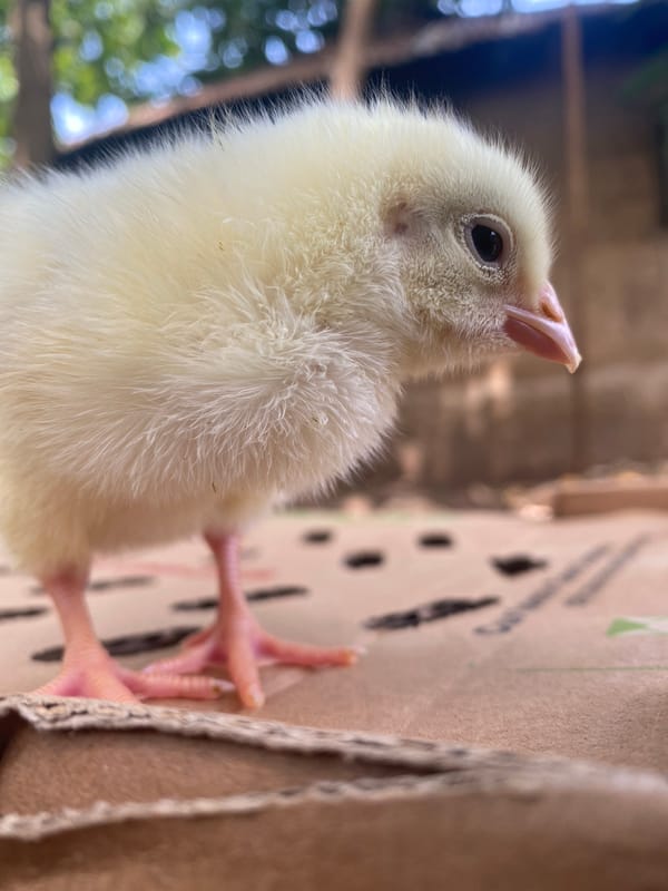 Young chick handled and photographed in Maigizo, Nigeria