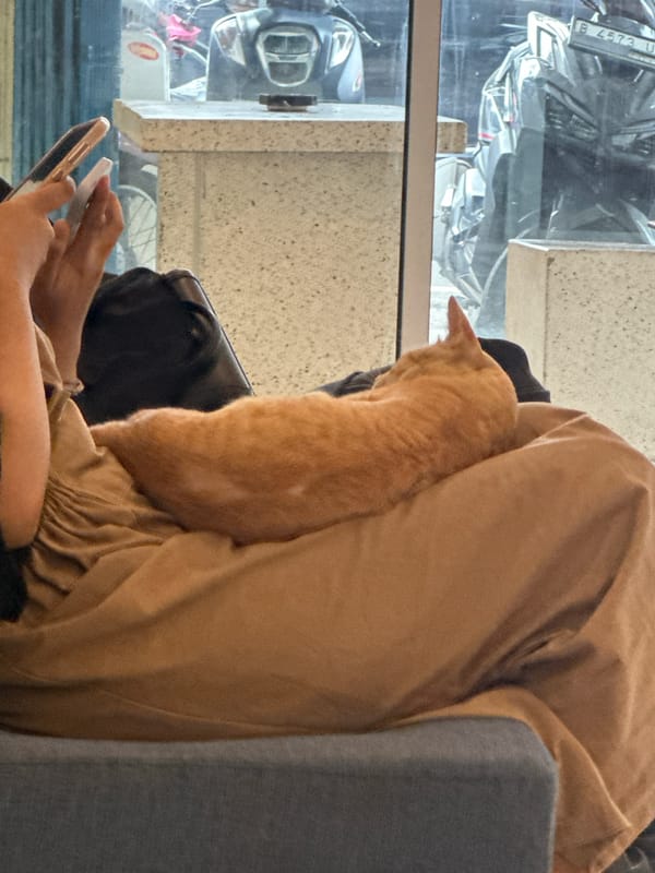 Morning moments with orange cat documented in Central Jakarta