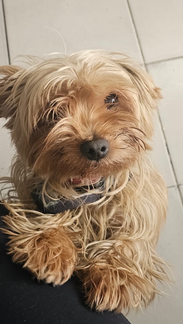Small dog rests on surface in Mexican town