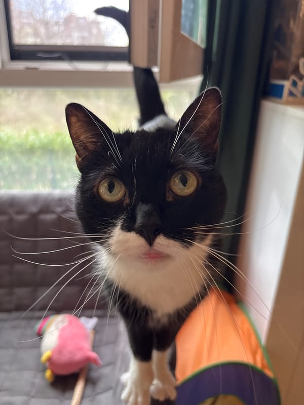 Sofia resident captures cat, portrait, street scenes Thursday afternoon