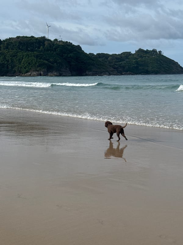 Early morning beach life documented at Rawai, Thailand