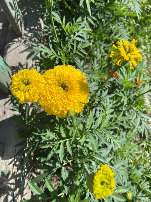 Midsummer garden blooms in close-up, Mochishche