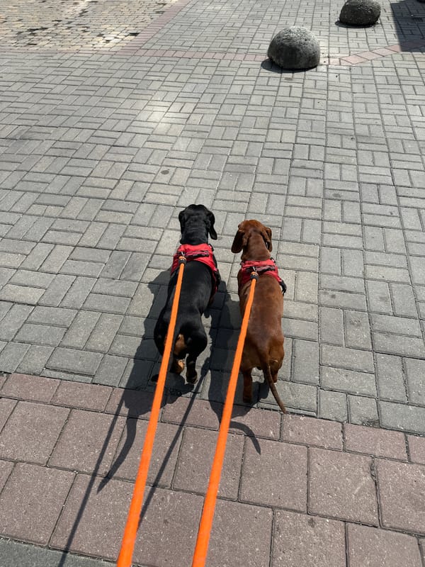 Two dachshunds on a sunny morning walk