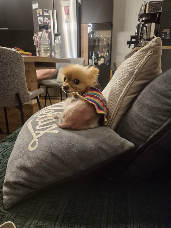 Relaxed evening at home with a dressed-up Pomeranian, Sankt Pölten