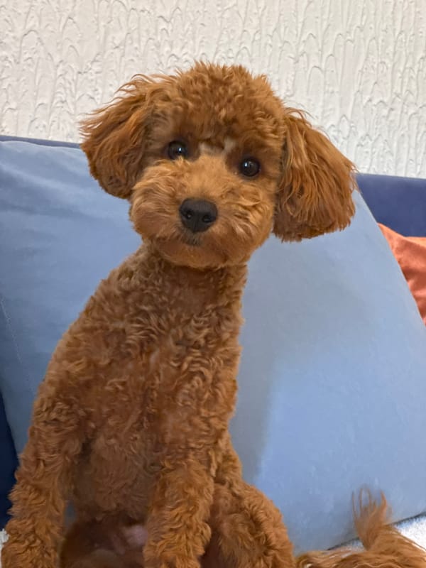 Poodle in Sutomore: couch time, chew toys, and belly-up naps