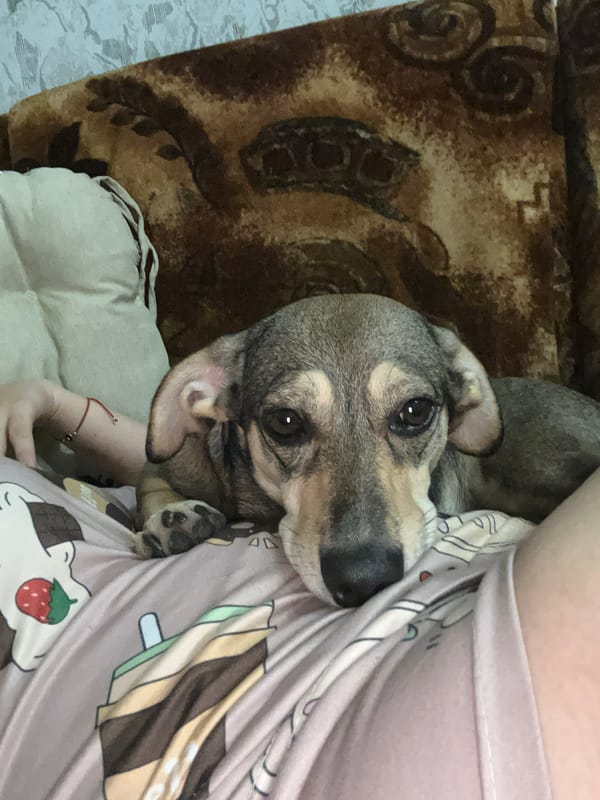 Orange-collared dog lounges through a cozy indoor session