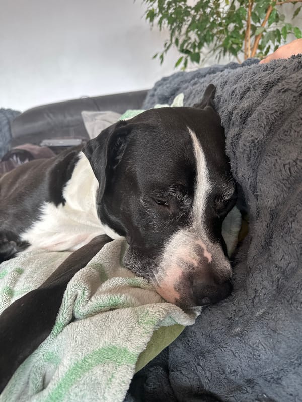Dog sleeps as witness captures peaceful cityscape views