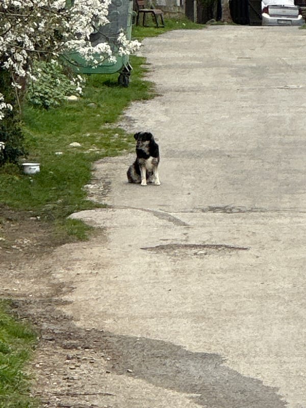 Morning scenes with playful dog documented in Apriltsi, Bulgaria