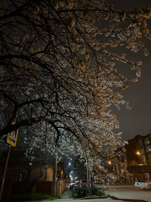 Night street scene with blooming trees in Krasnodar, Russia