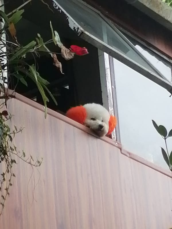 Tourist captures Da Lat garden cafes and fluffy dogs