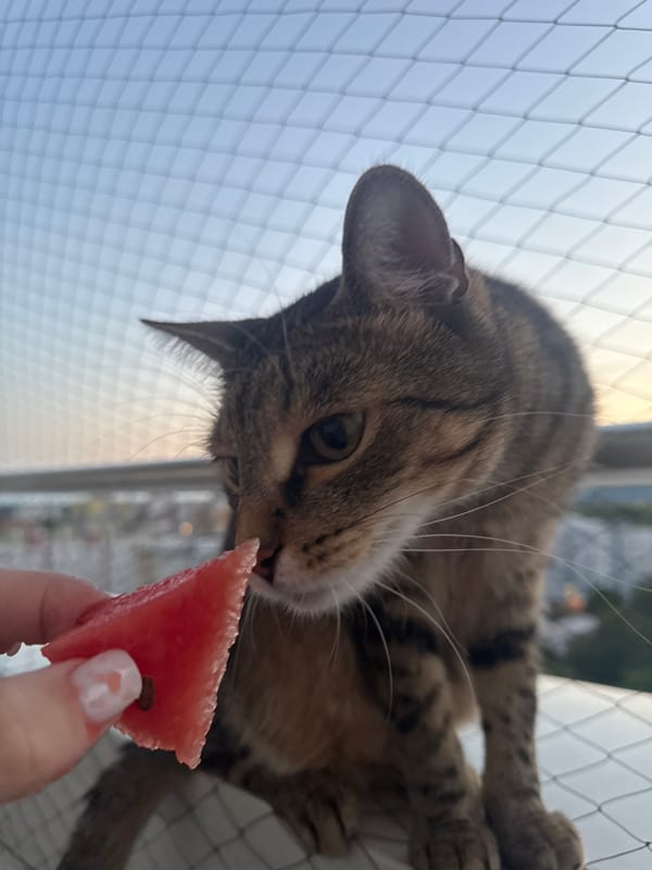 Bratislava balcony cat, watermelon, and a dusk skyline