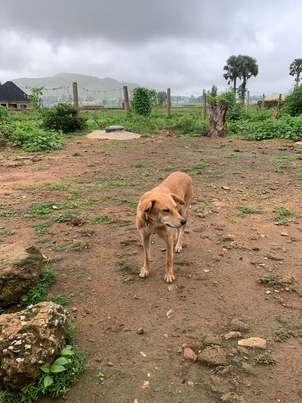 A dog rests in a dusty yard in rural Kuru Karama