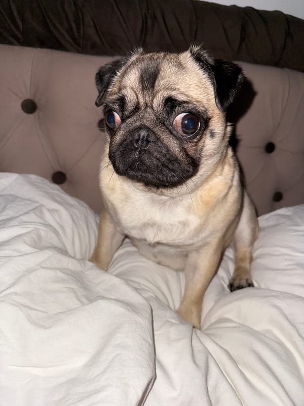 Pug observed resting in multiple positions on bedding surfaces