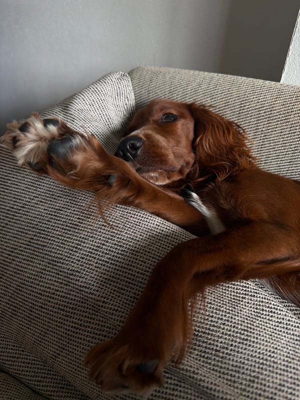 Morning tea ritual with sleeping Irish Setter in Chang Phueak