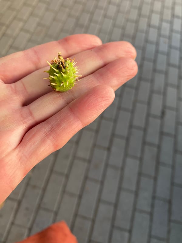 Small summer details from the streets of Voronezh