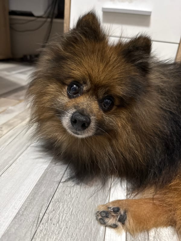 Pomeranian dog spotted resting on wooden surface in Varna