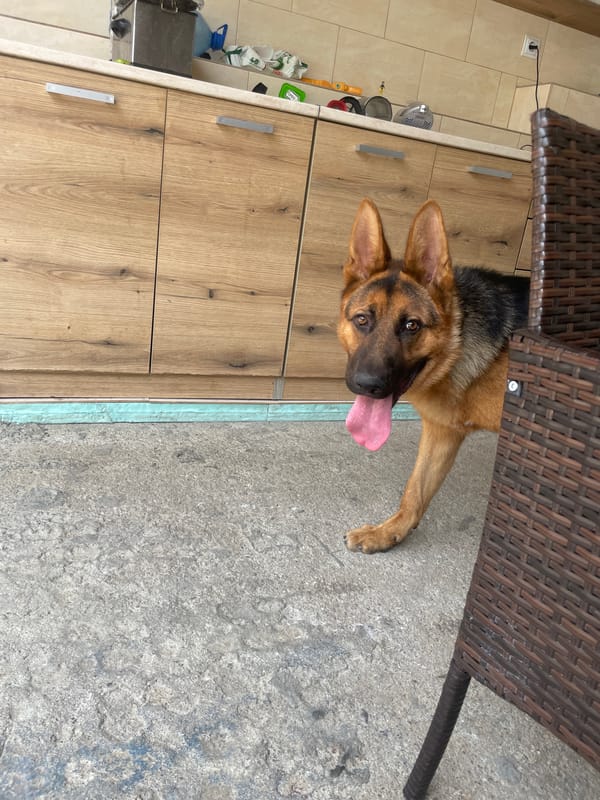 German Shepherd chills and naps in Ablanitsa, Bulgaria