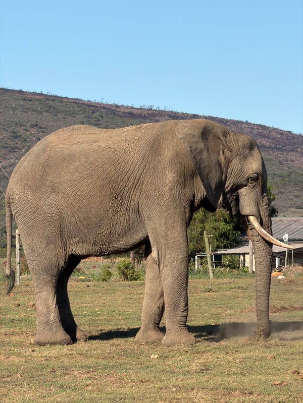 African elephant spotted crossing grasslands in South Africa