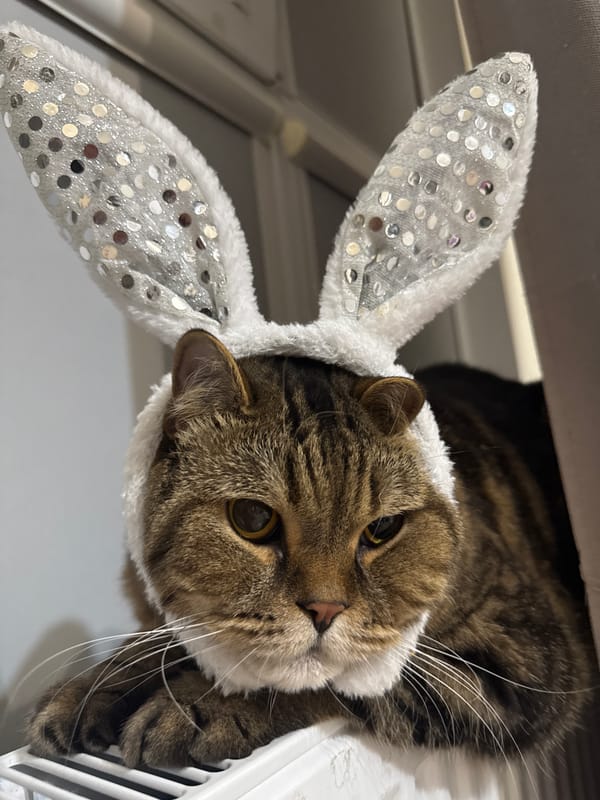 Tabby cat in bunny ears steals the show in Mikhaylovsk