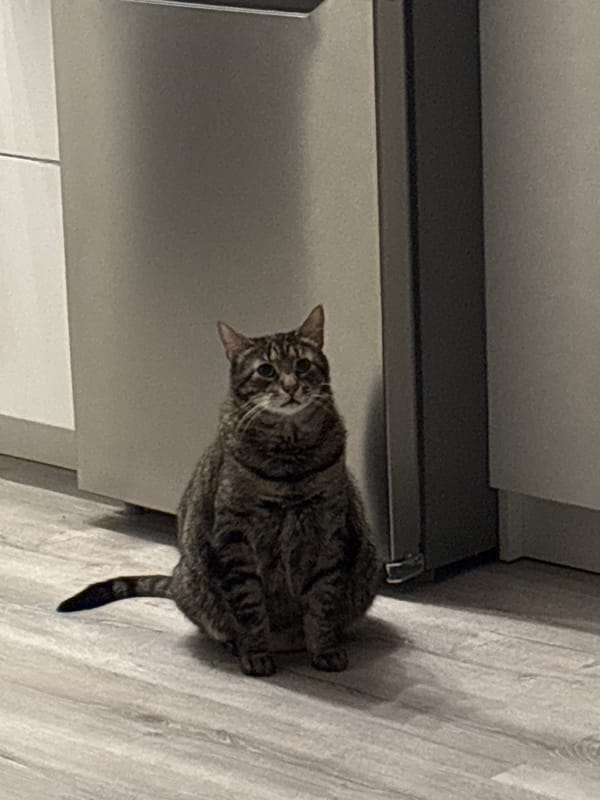 Gray tabby cat observed on wood floor Sunday evening