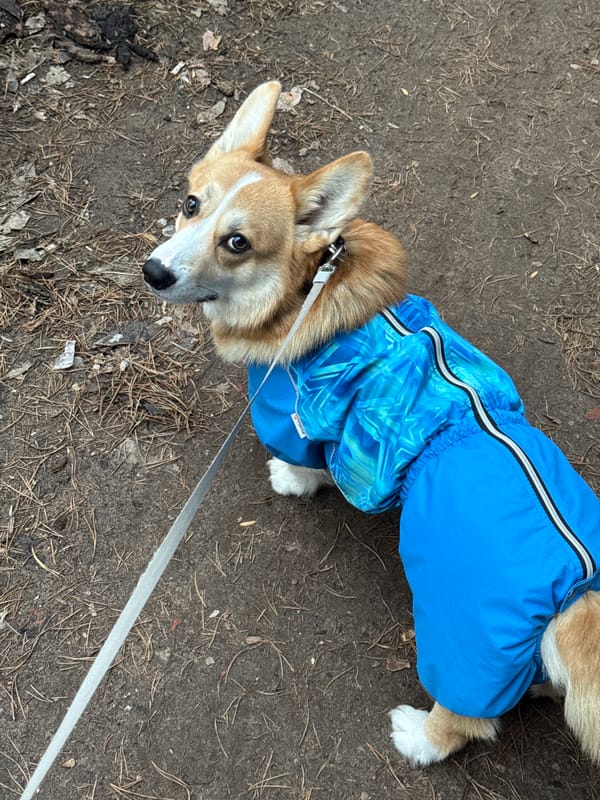Dog walk documented in Votkinsk park under overcast skies
