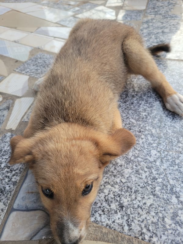 Puppy nursing and playing documented in Markurdi, Nigeria