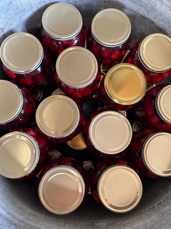 Cherry preserves being jarred up in Zornitsa, Bulgaria