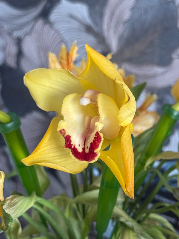 Yellow orchid with red markings photographed in Izhevsk