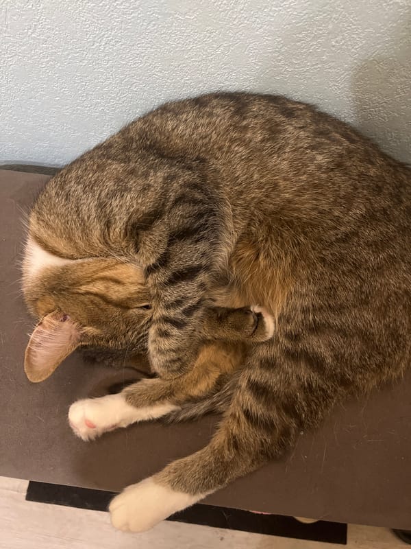 Tabby cat spotted napping in Izhevsk, Russia