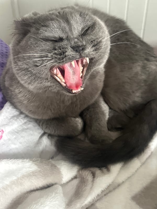 Cat yawns on blanket in Riga home