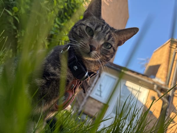 Tabby cat photographed multiple times during 15-minute period in Desborough