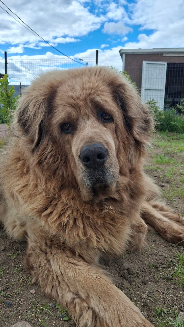 Dog rests outdoors in rural Kempelevo, Russia