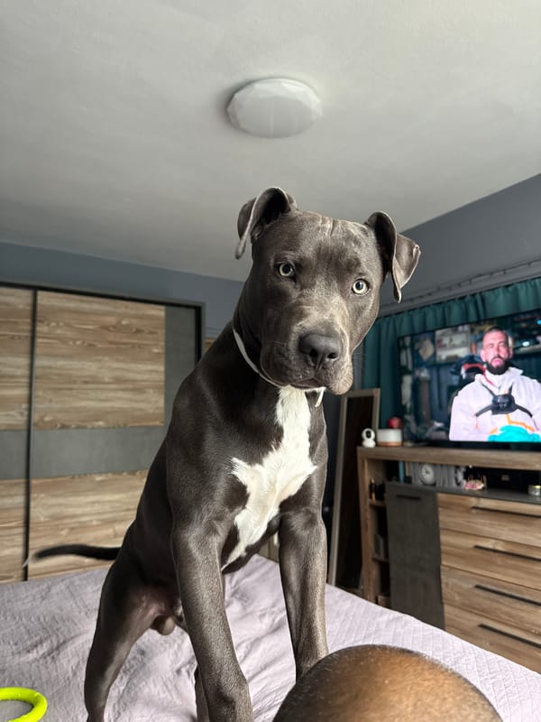 Morning moments: pit bull on bed, coffee foam in Varna