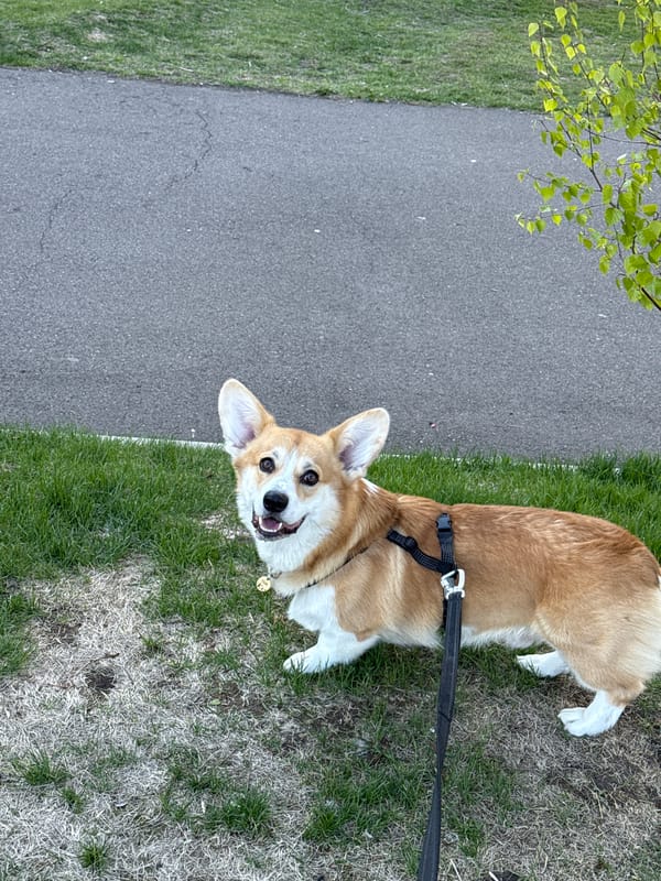 Woman and corgi explore Krasnoyarsk during early morning outing