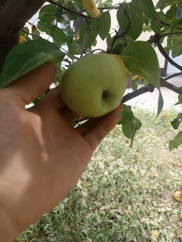 Garden blooms, orchard fruit, and backyard life in Uzbekistan