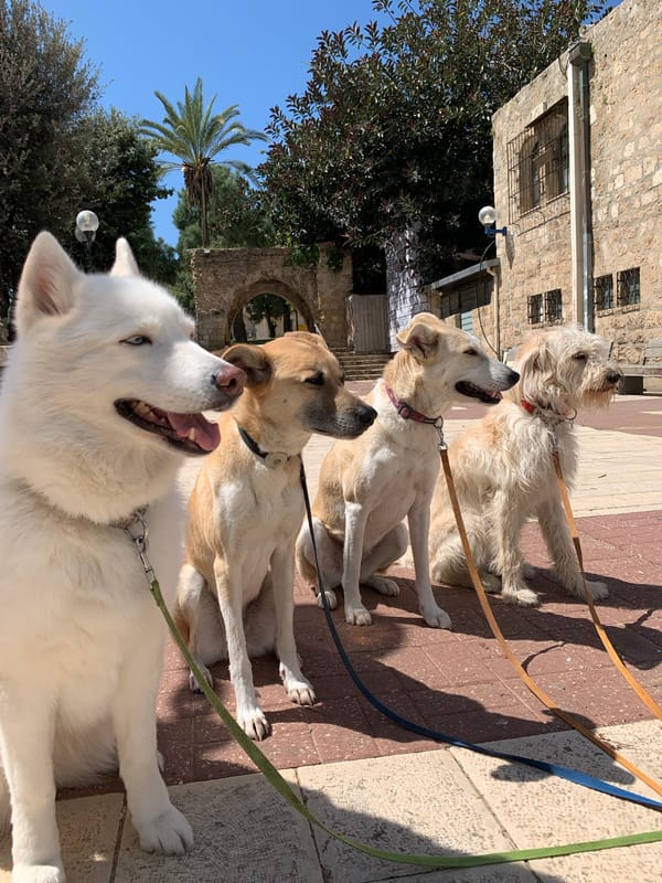 Four dogs sit in formation on Tel Aviv pavement