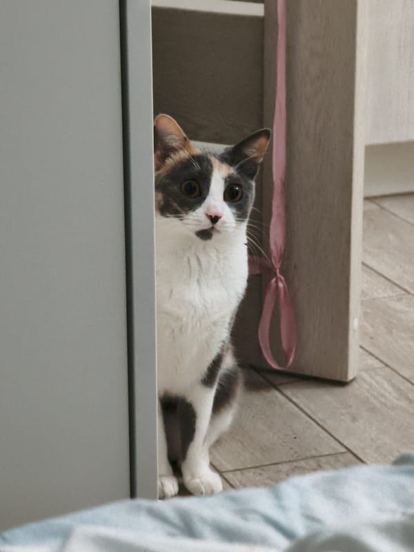 Calico cat at ease around a Sochi space