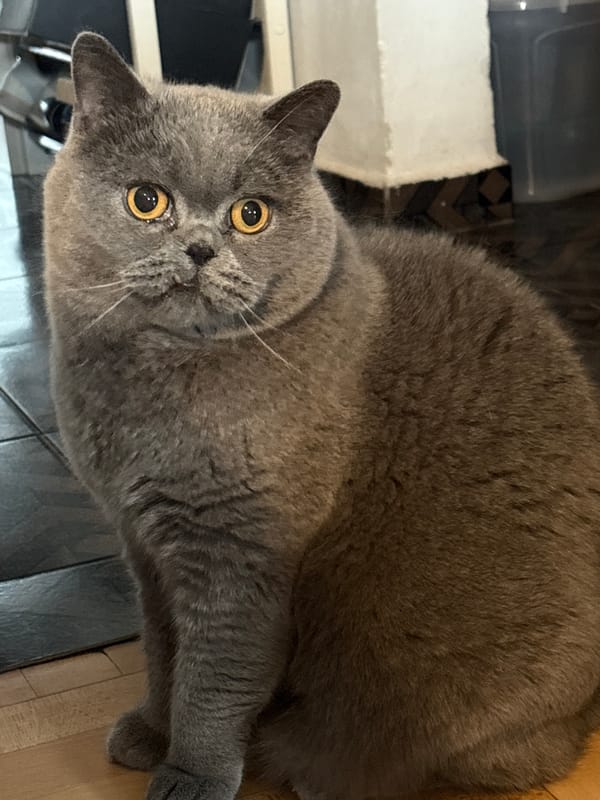 Gray cat photographed on tiled floor in Burgas