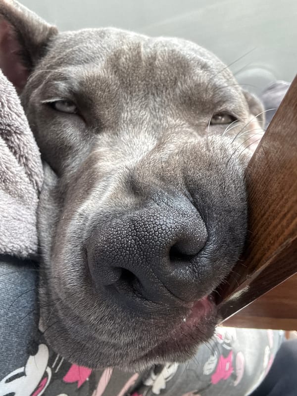 Grey dog photographed resting in Varna, Bulgaria morning