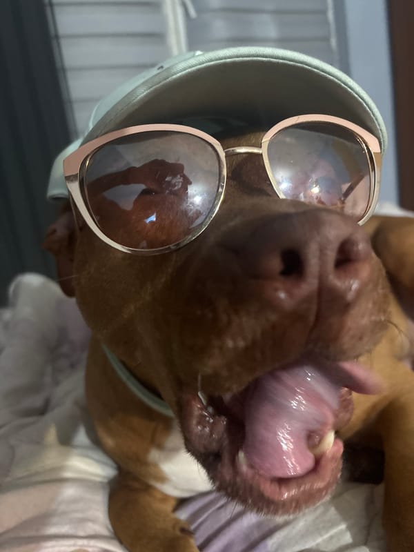 Dog in sunglasses and caps photographed in Sofia apartment