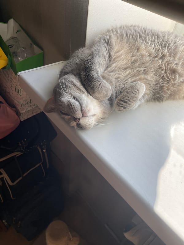Scottish Fold cat lounging and posing around a sunlit room