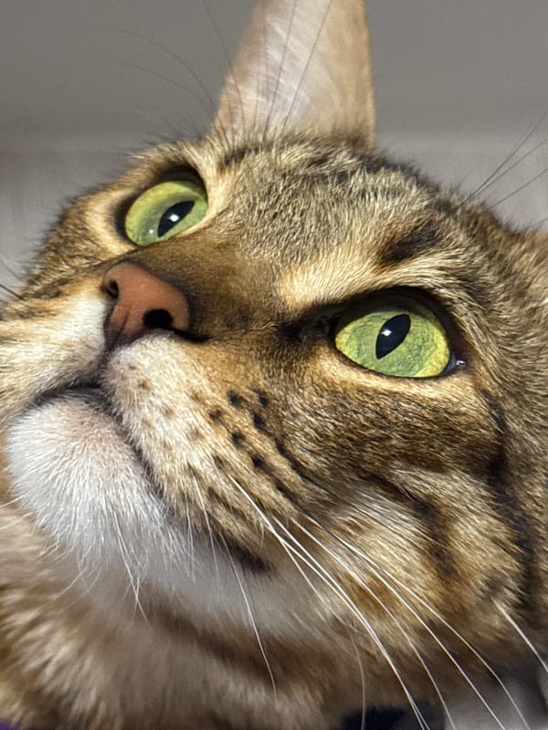 Tabby cat photographed multiple times in Votkinsk, Russia