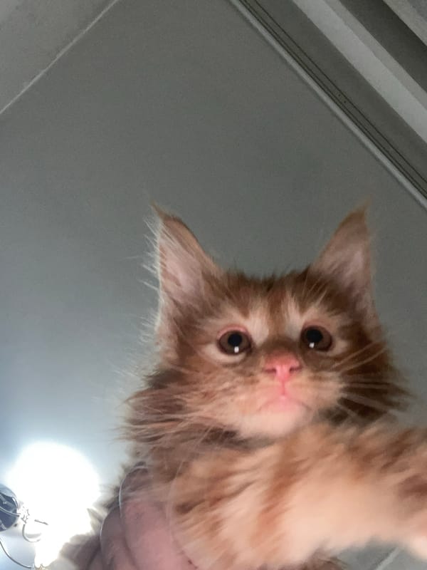 Close-up cat portraits, kittens to adults, some in cages