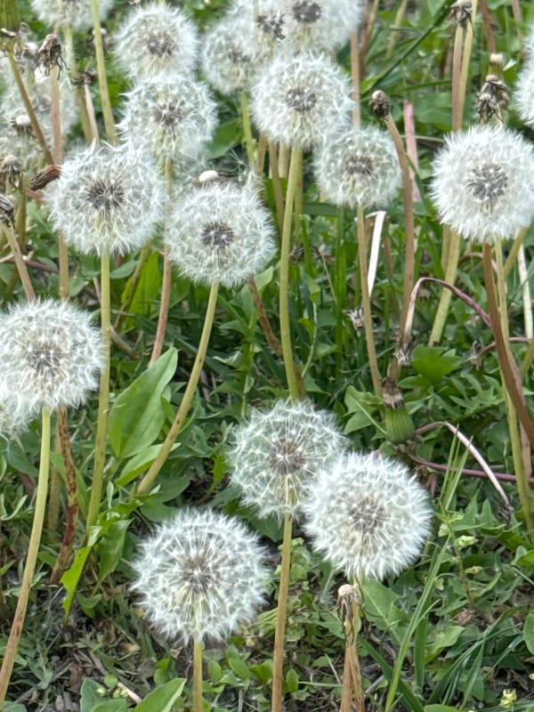 Spring scenes documented in Tashkent featuring flowers and residents