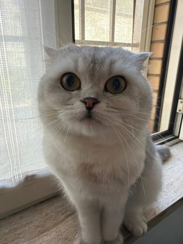 Scottish Fold on a Roman windowsill, holding eye contact.