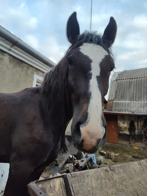 Up close with horses on a rural farm in Yarmolyntsi, Ukraine.