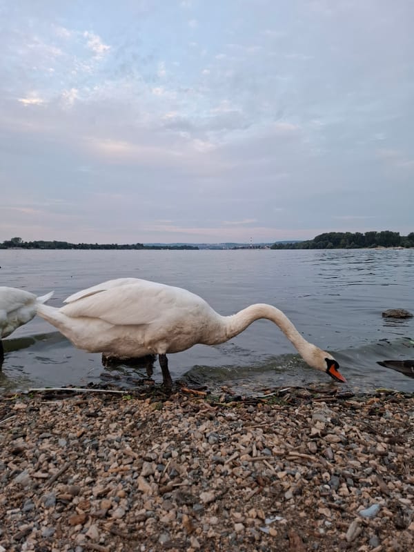 Swans gather at Danube waterfront in Zemun during evening hours