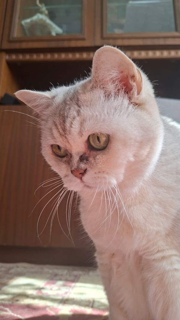 Domestic cats observed in Belarus household during afternoon